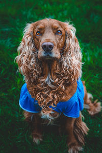 Portrait of a dog