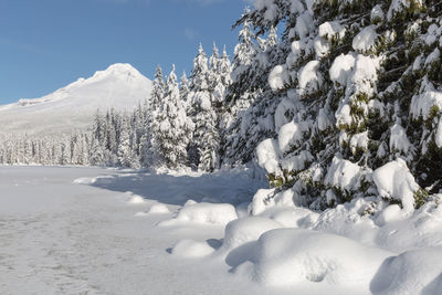 Snow covered trees against sky