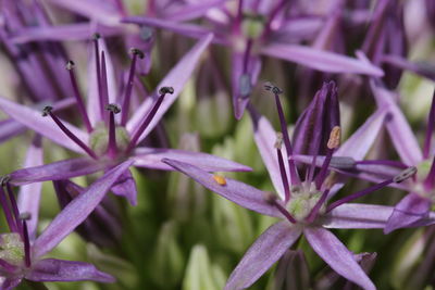 Close-up of plant
