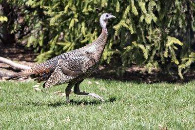 Side view of a bird on grass