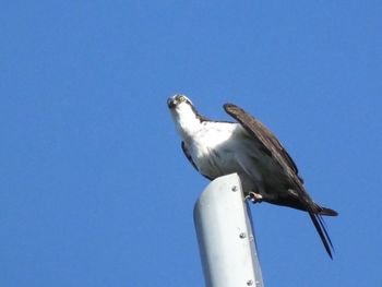 Low angle view of seagull perching against clear blue sky