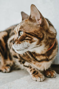 Close-up of a cat looking away