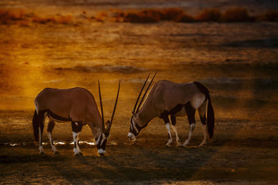 Horses on field