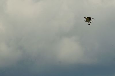 Low angle view of bird flying in sky