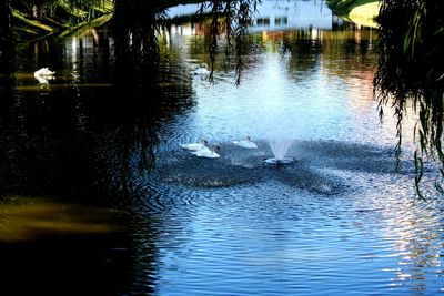 Swan swimming in lake