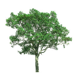 Tree against white background