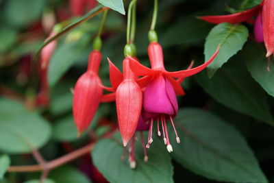 Close-up of red flowering plant