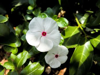 Close-up of white flowers