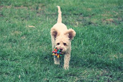 Dog running in field