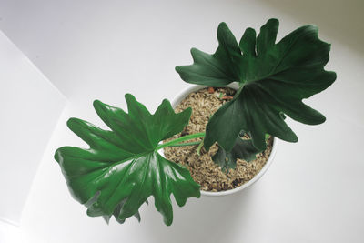 High angle view of potted plant on table