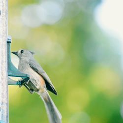 Close-up of bird perching on branch