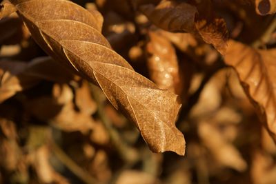 Close-up of dry maple leaves