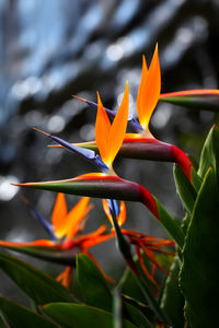 Close-up of orange flowering plant