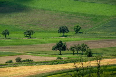 Scenic view of agricultural field in blackforest