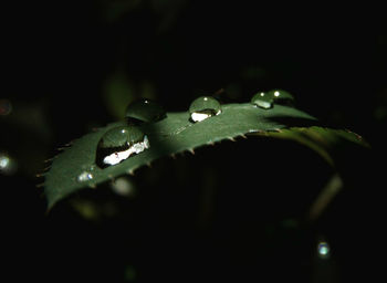 Close-up of leaf on plant at night