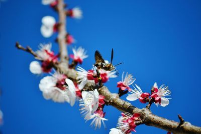 Low angle view of bee on cherry blossom