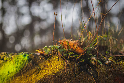 Close-up of plant growing on stone