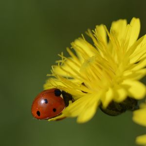 Close-up of ladybug on yellow flower