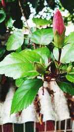 Close-up of pink rose on plant