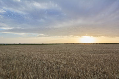 Wheat fields bathed in the sun before harvest, colors of summer