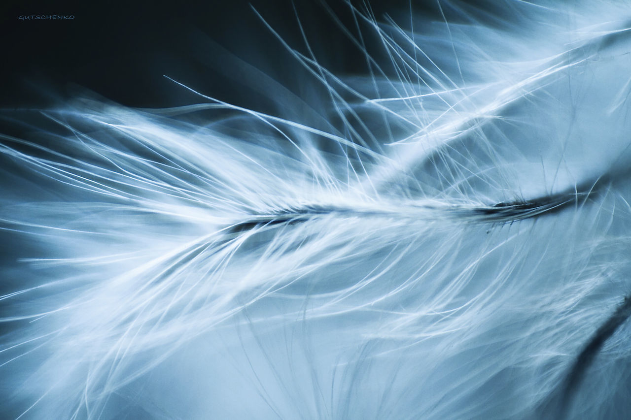 full frame, no people, abstract, motion, backgrounds, white color, pattern, close-up, long exposure, softness, nature, indoors, smoke - physical structure, blurred motion, fragility, vulnerability, lightweight, blue, light - natural phenomenon, complexity