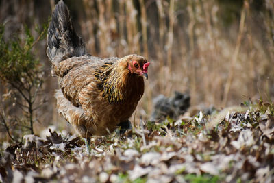 View of a bird on land