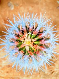 Close-up of cactus flower