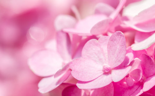 Close-up of pink rose flower