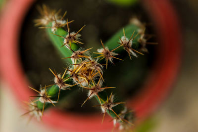 Close-up of insect on plant