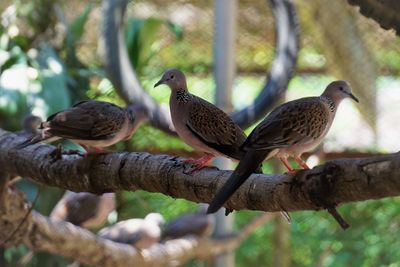 Group of the spotted dove perching on a branch