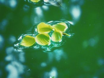 Close-up of water lily in pond