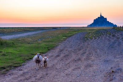 Sheep in the foreground and silhouette at sunset from the farmland of mont saint michel, france