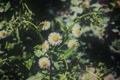 Close-up of flowering plant