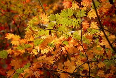 Close-up of flowering plants during autumn