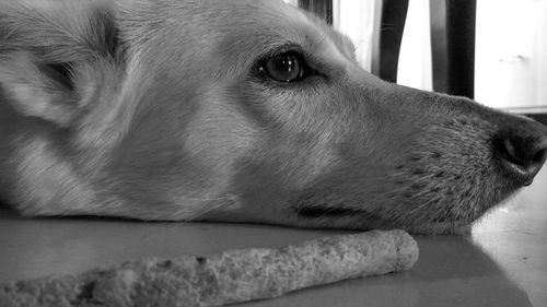 Close-up of dog lying down