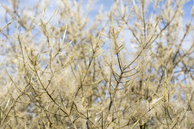 Low angle view of flowers on field against sky