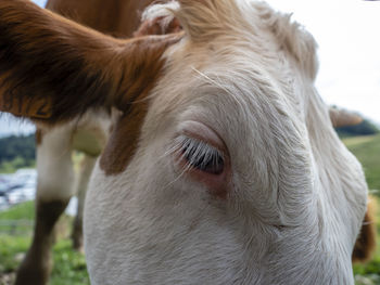 Close-up of cow looking away