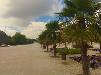 Palm trees on beach against sky