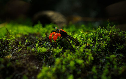 Close-up of ladybug on plant