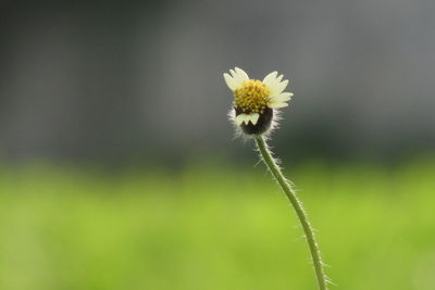 Close-up of yellow flowering plant on field