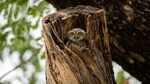 Spotted owlet in tree cavity