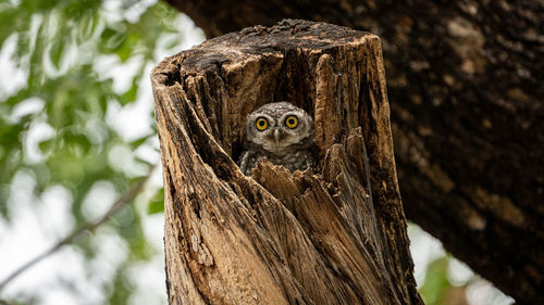Close-up of owl perching on tree trunk