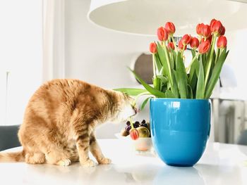 Close-up of cat with flower vase on table