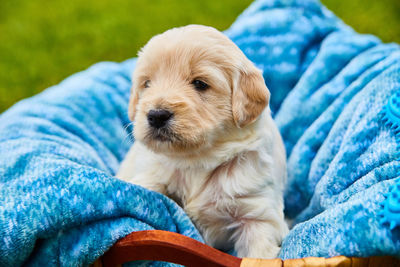 Close-up of puppy resting on blanket