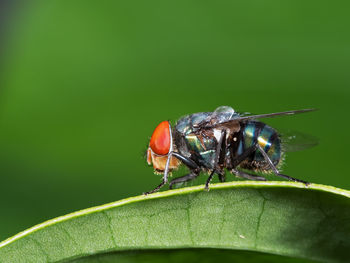 Close-up of fly on leaf