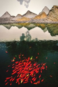 Reflection of trees in lake