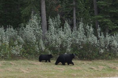 Horses in forest