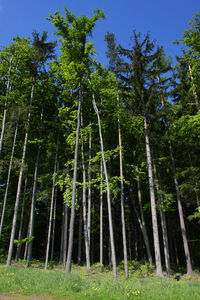 Trees in forest