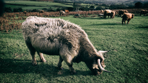 Sheep grazing on field