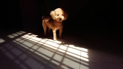 Portrait of dog standing on floor